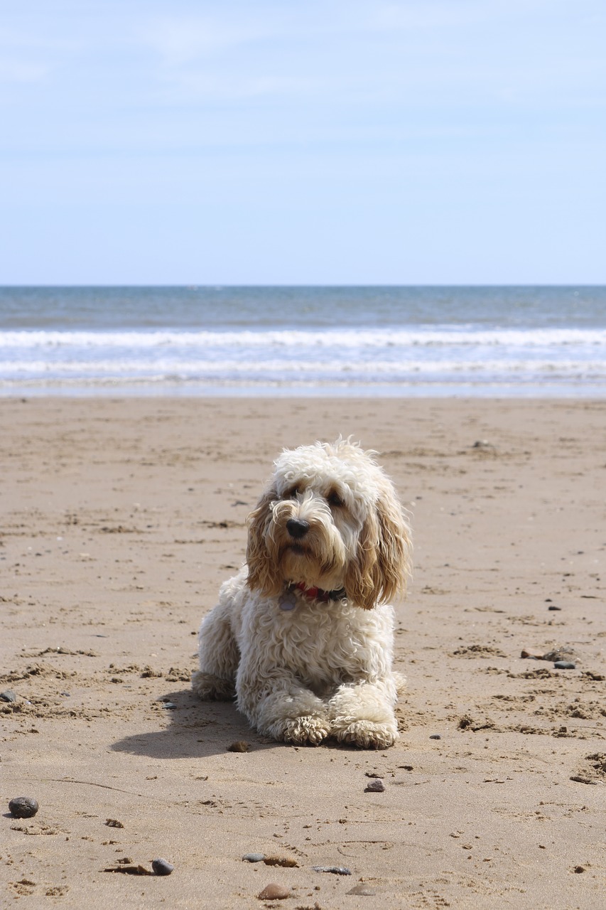 beach dog ball free photo