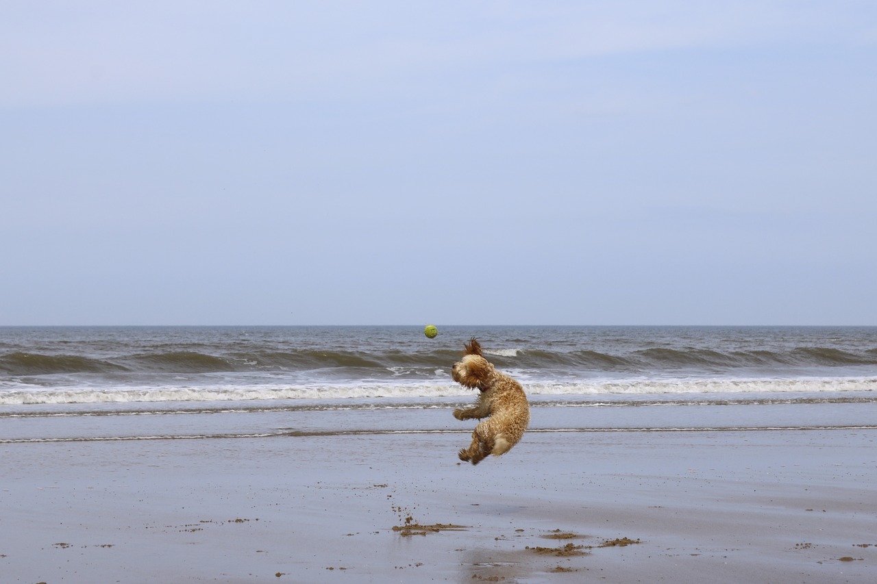 beach dog ball free photo