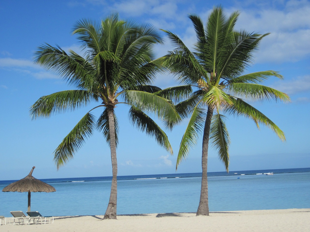 beach palms trees free photo