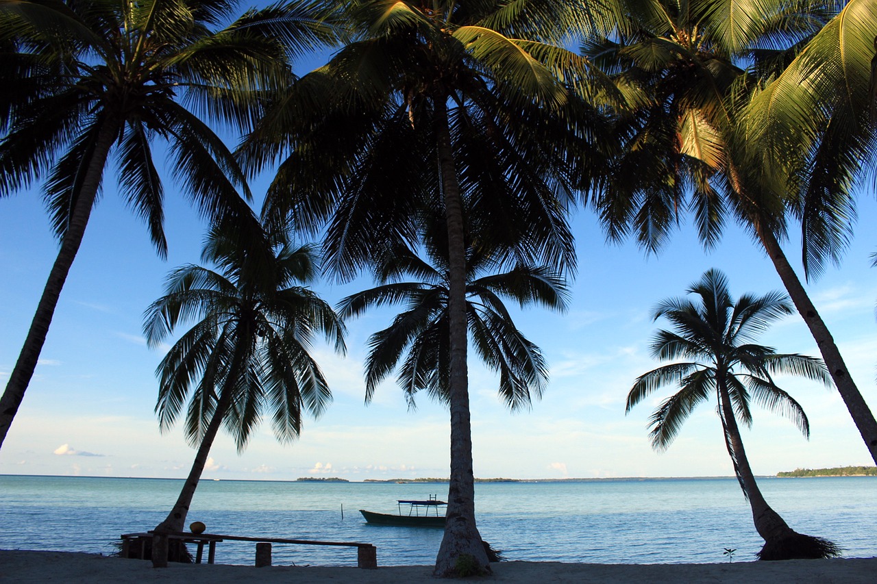 beach coconut trees kei islands free photo