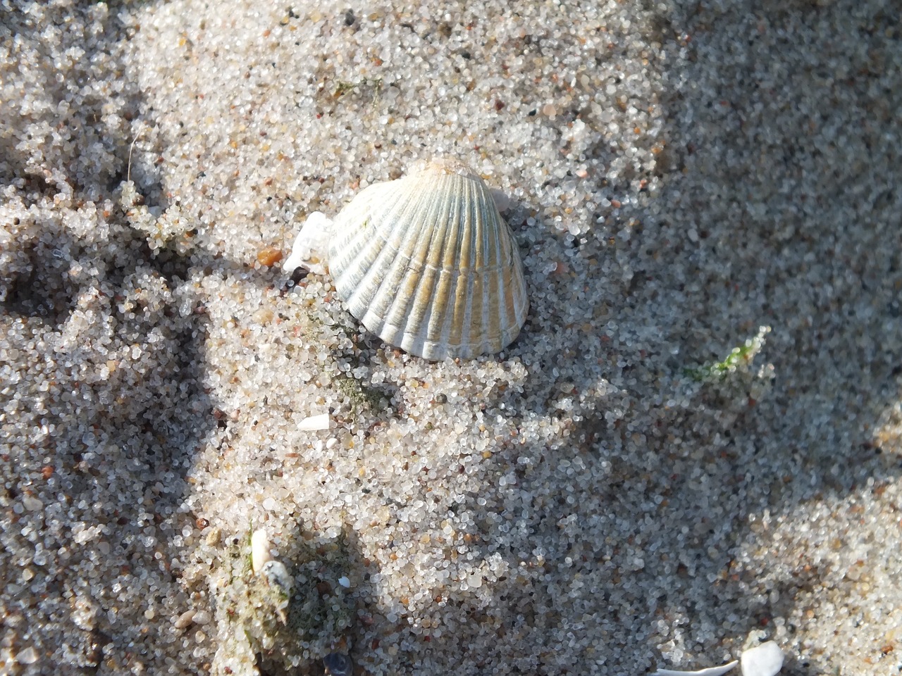 beach shell summer free photo