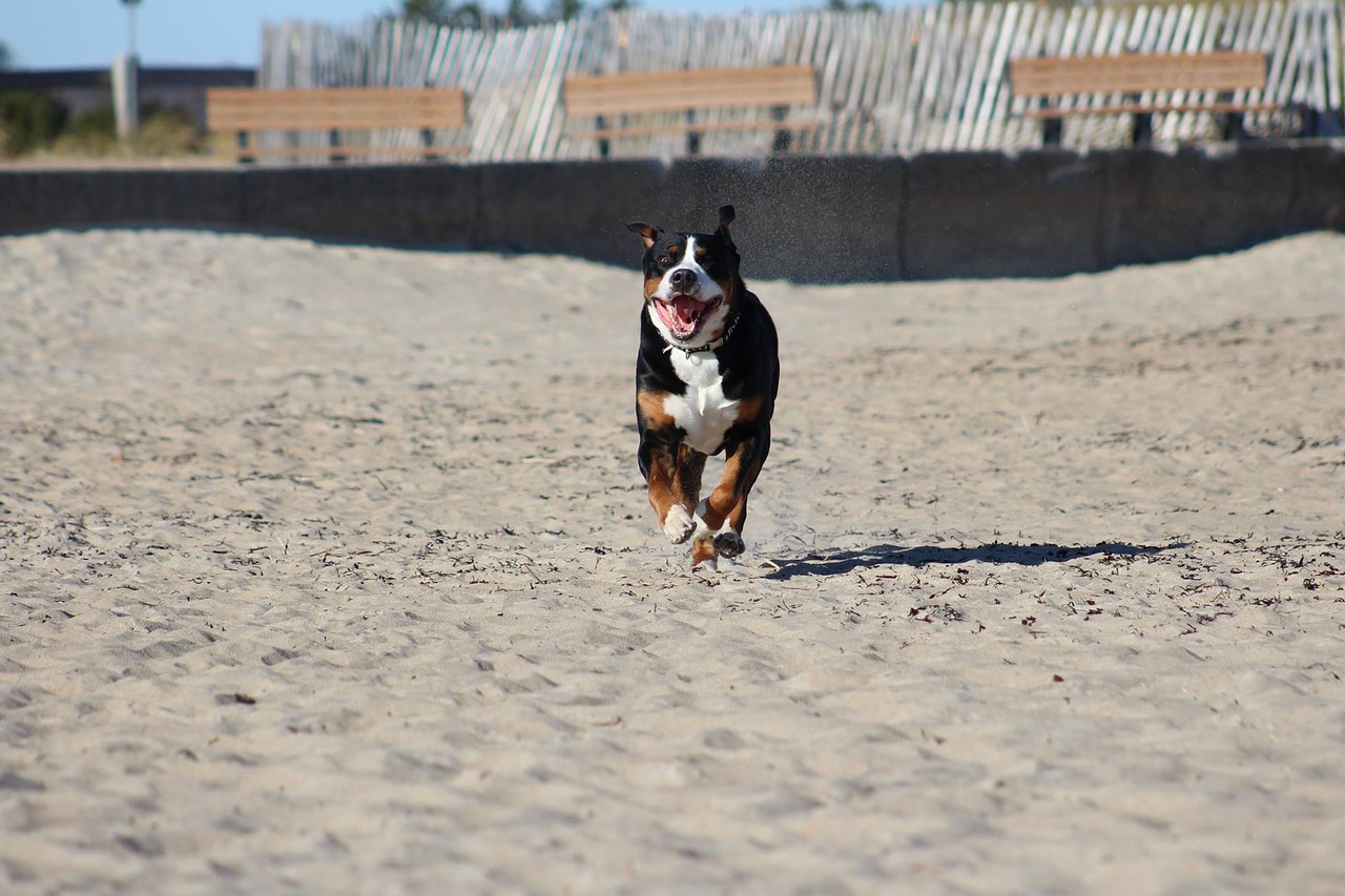 beach dog pet free photo