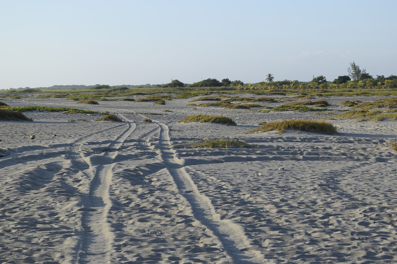 beach sand path free photo