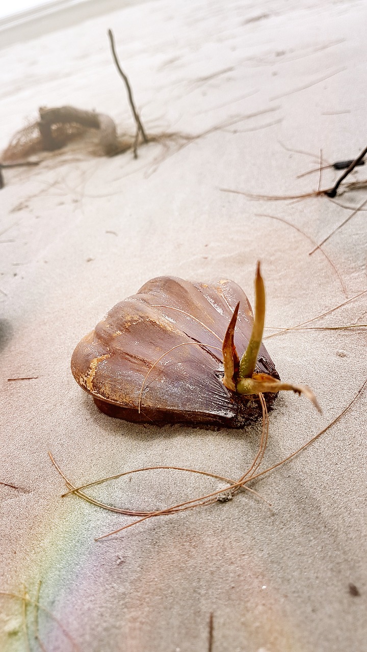 beach shell sea free photo