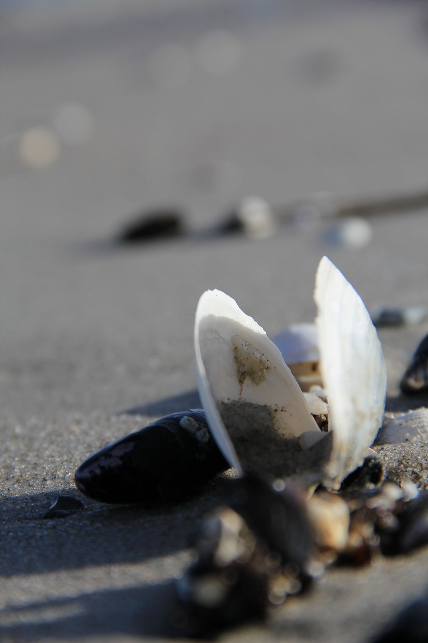 beach shell summer free photo