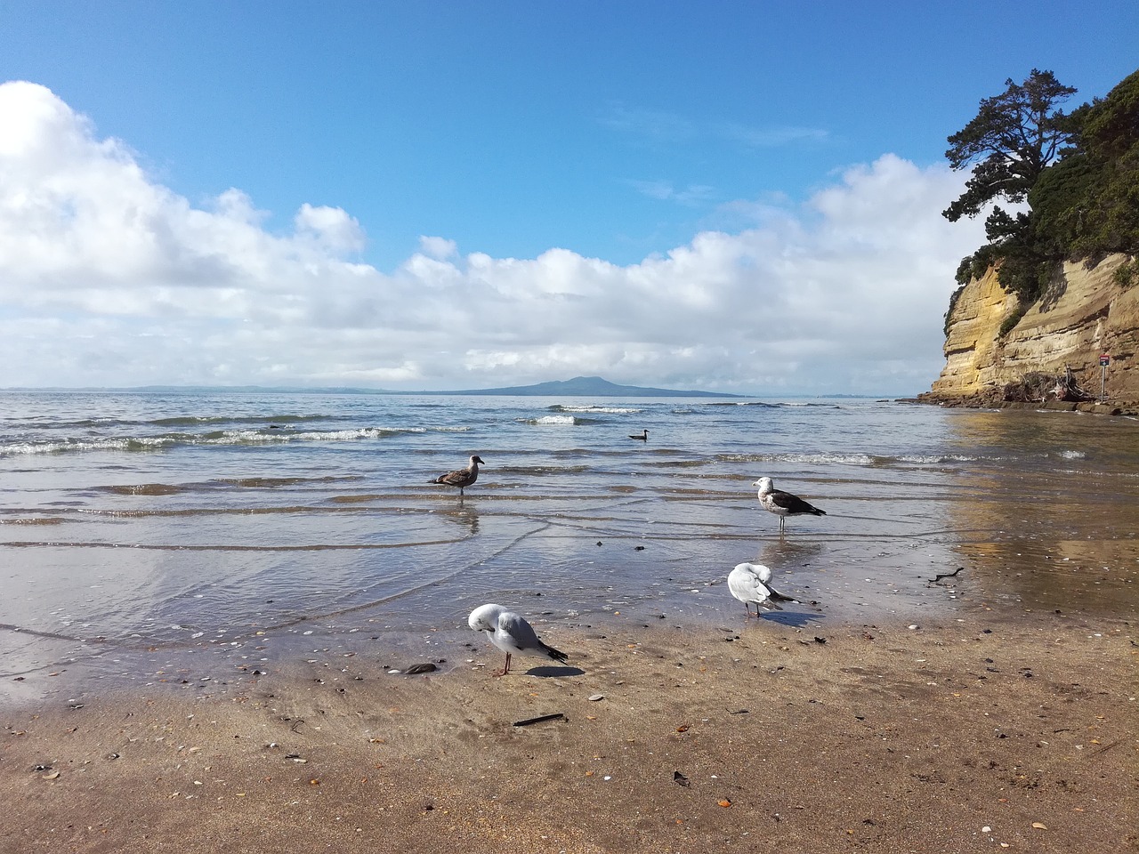 beach nature birds free photo