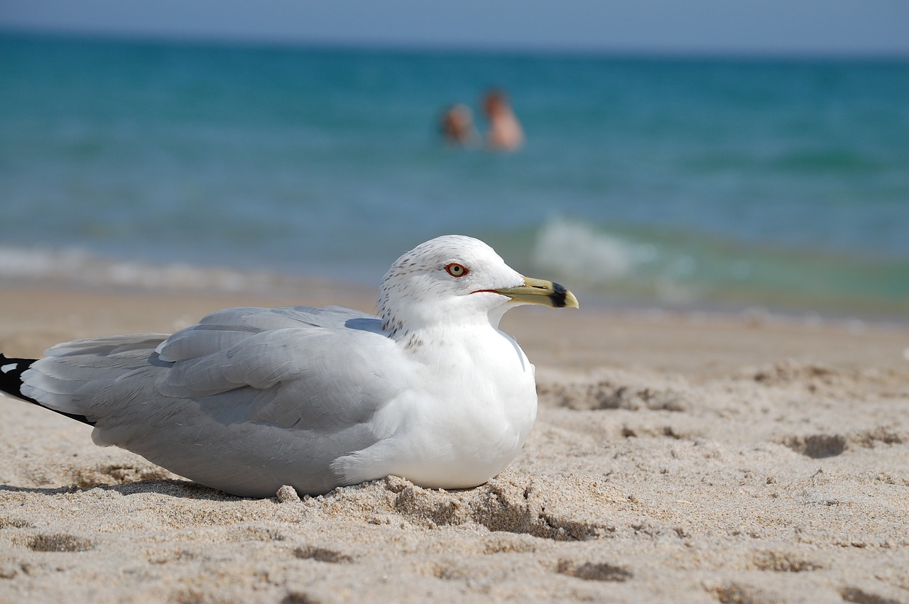 beach seagull portrait free photo