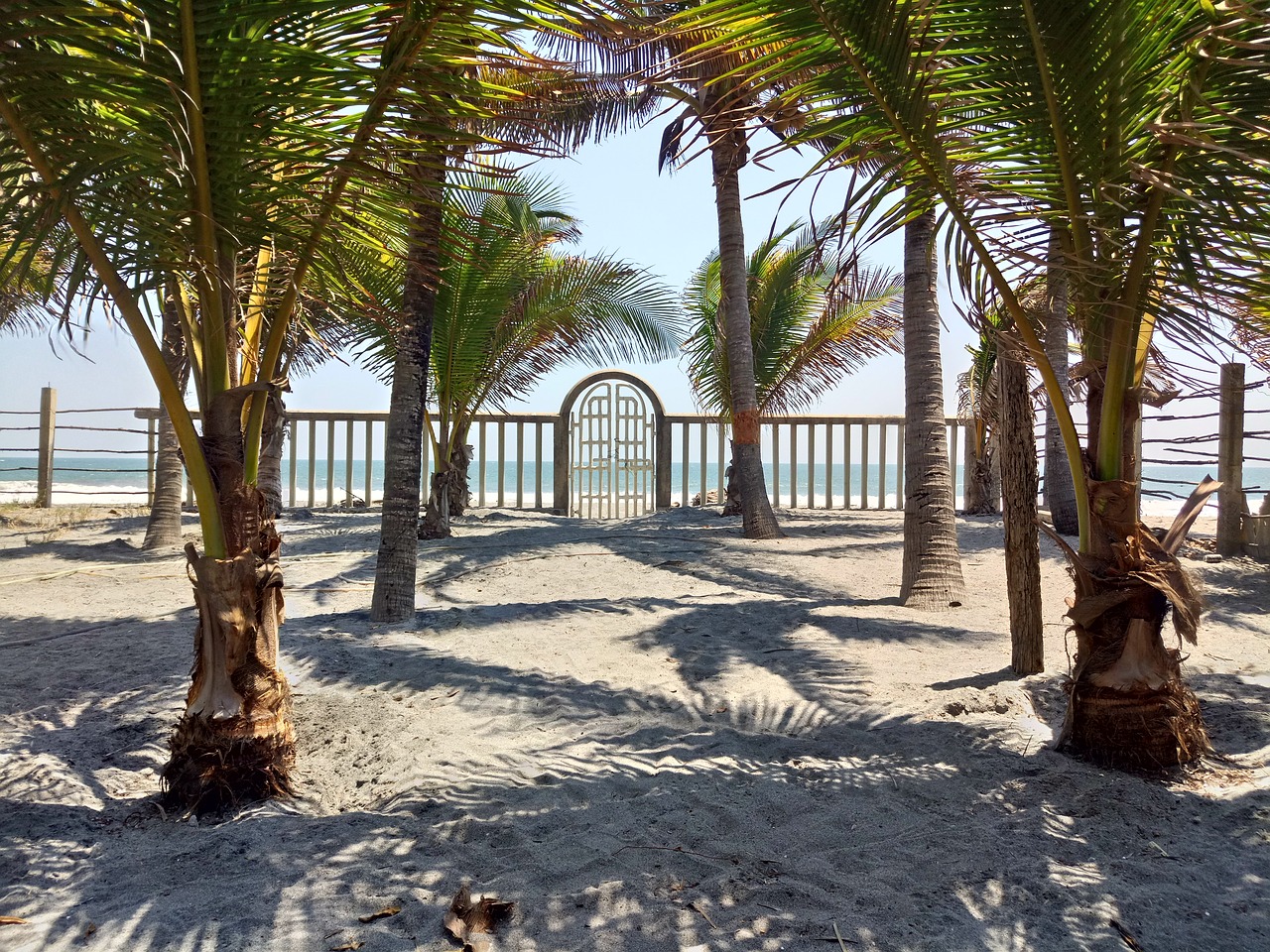 beach palm tree palms free photo