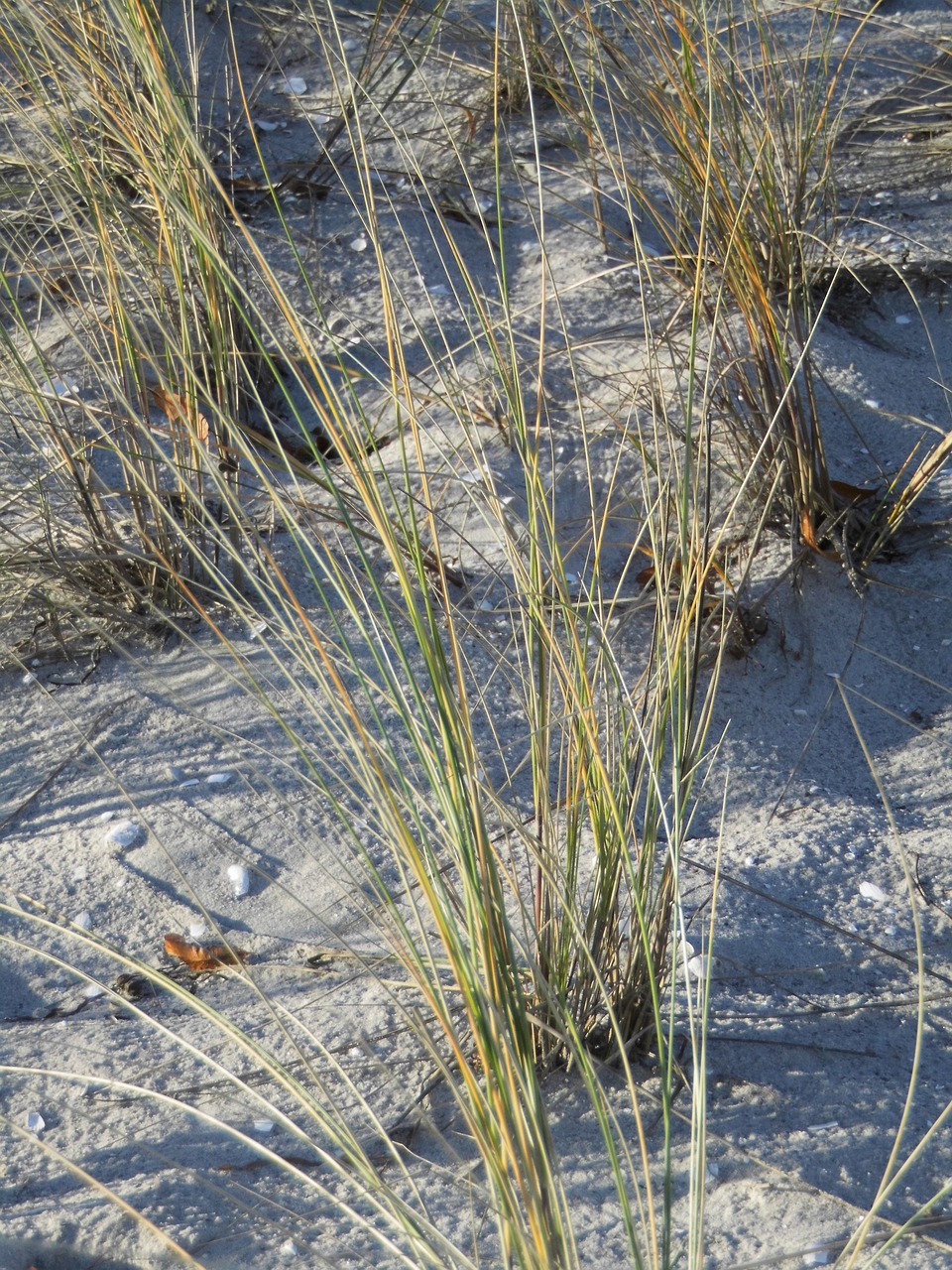 beach baltic sea marram grass free photo