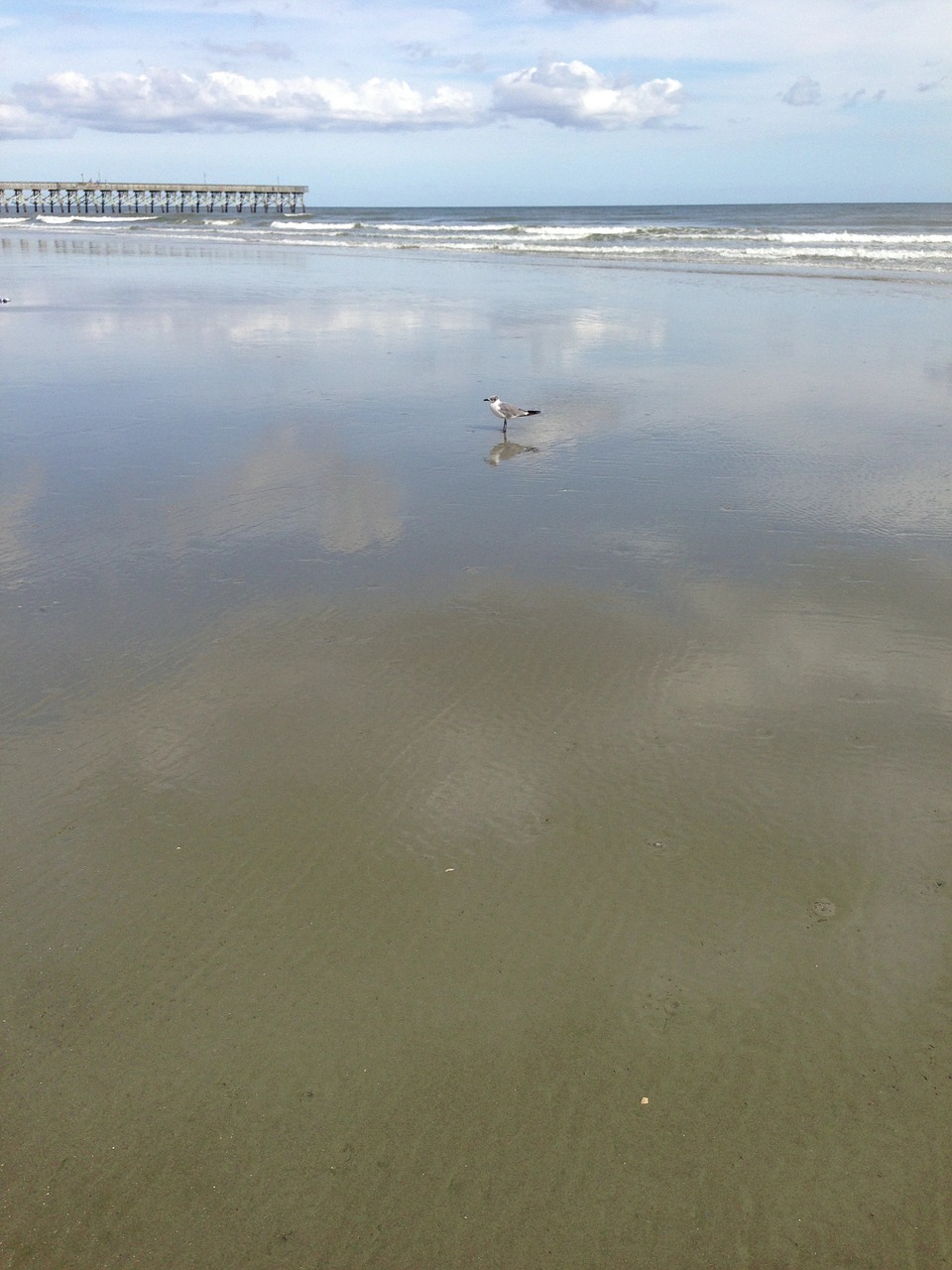 beach seagull water free photo