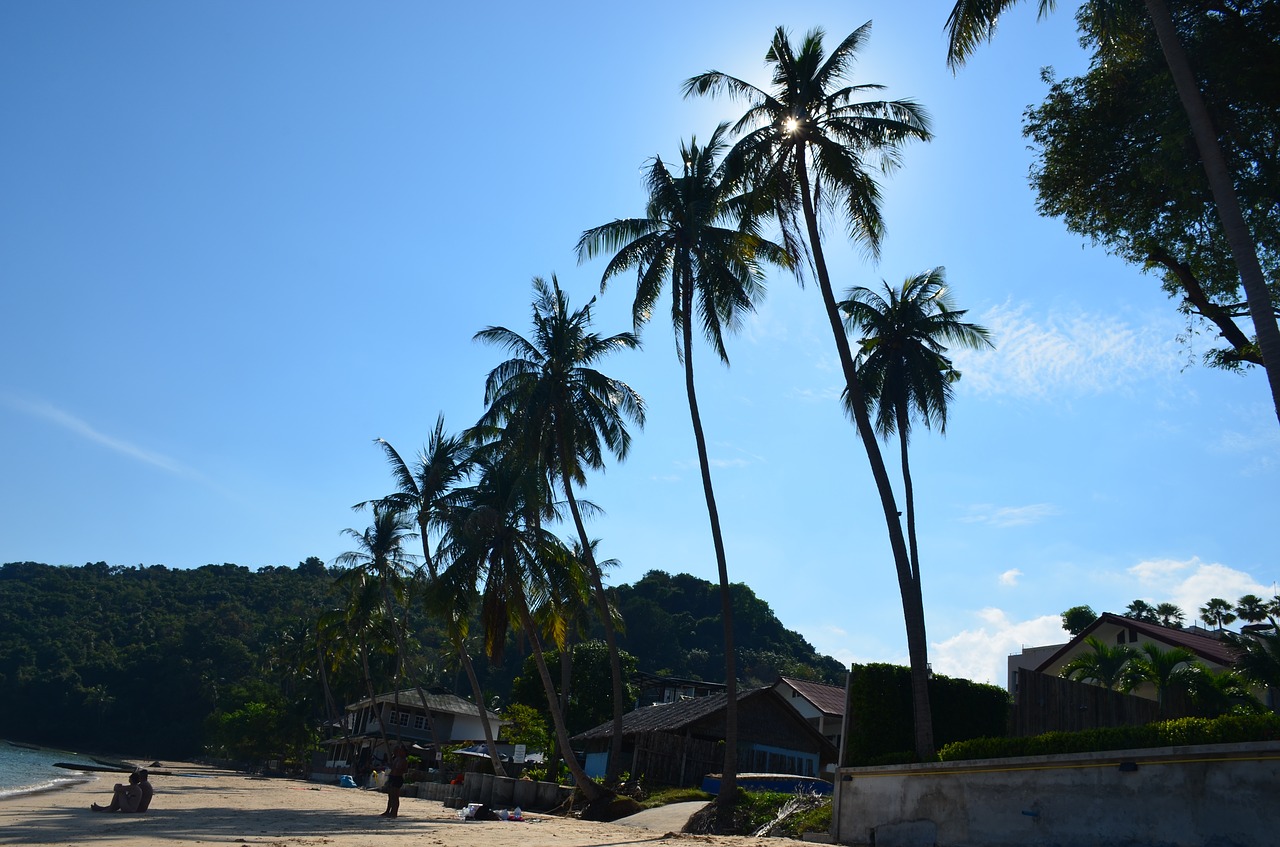 beach palm trees summer free photo