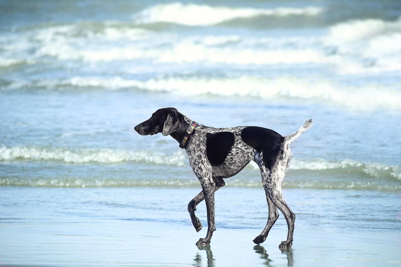 beach ocean sea free photo