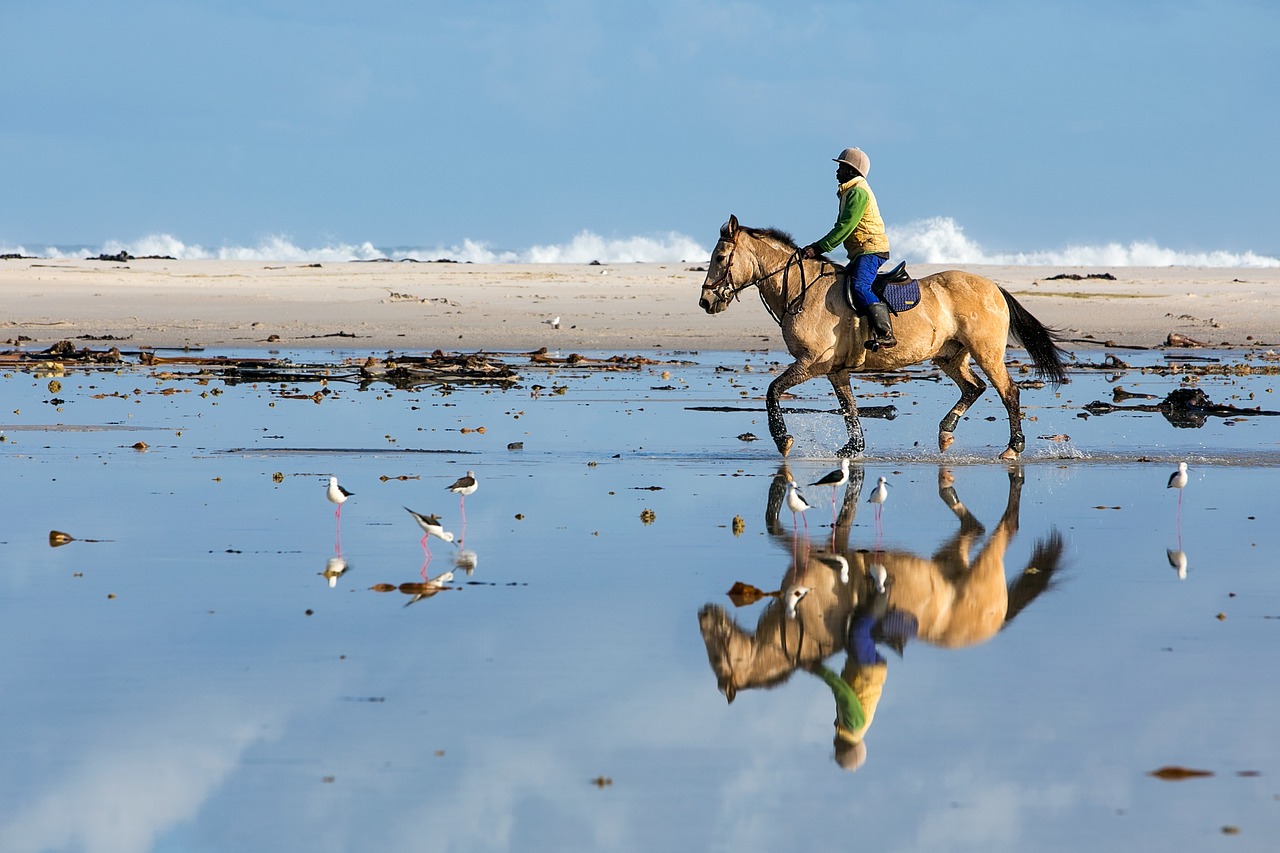 beach rider horse free photo