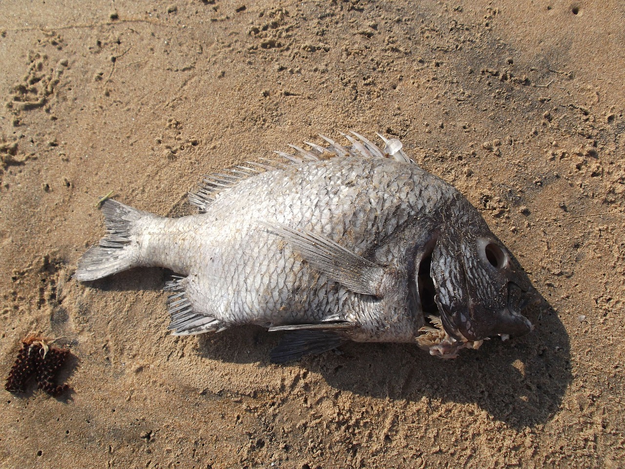 beach fish dead free photo