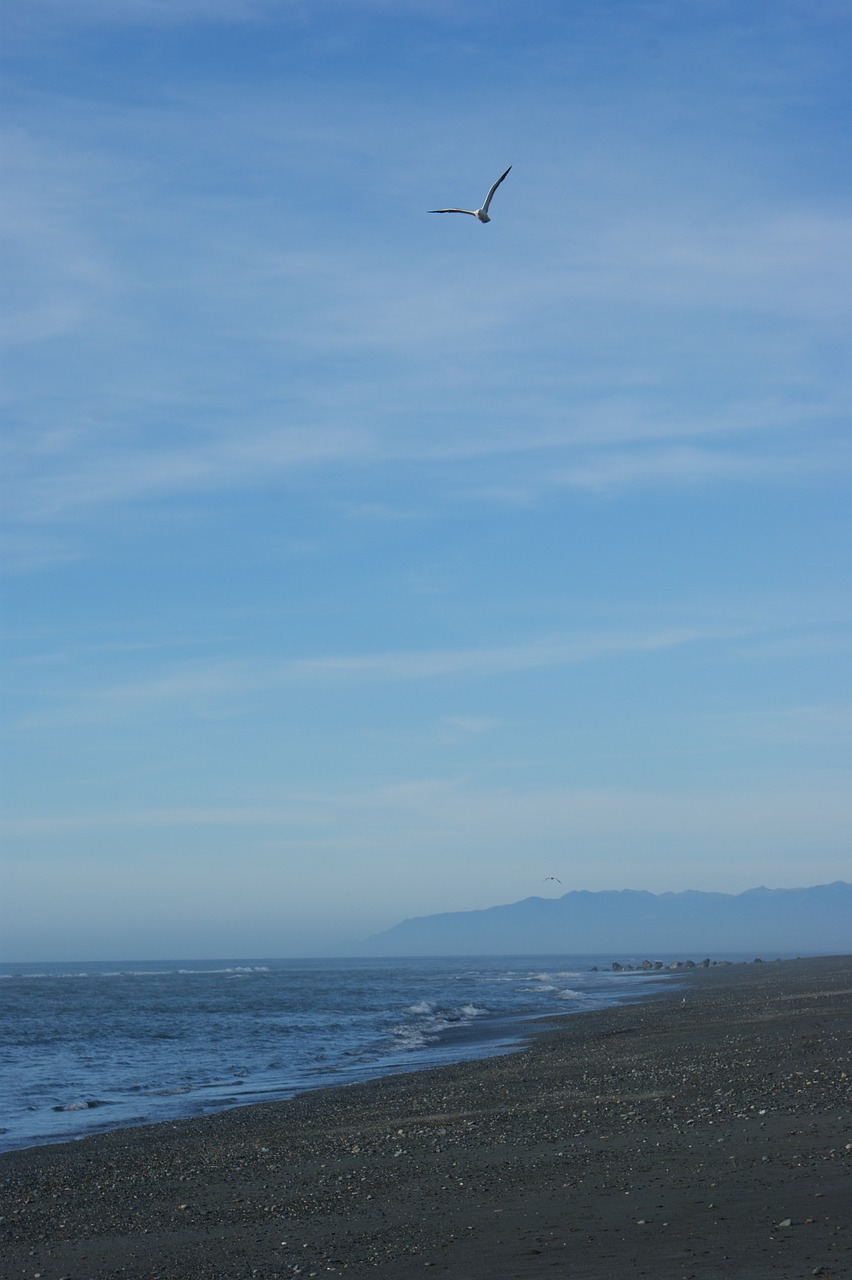 beach seagull sky free photo