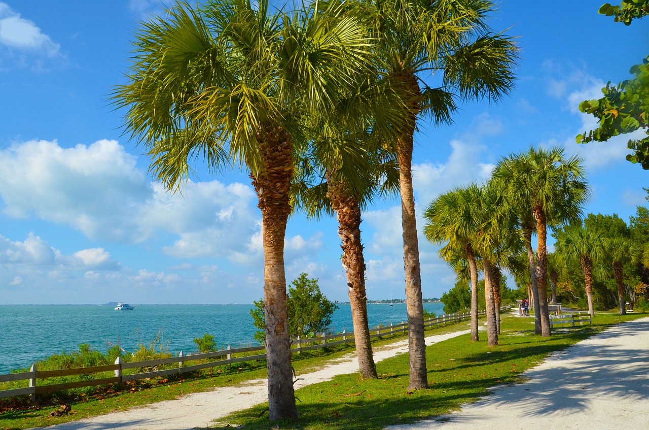 beach palm holiday free photo