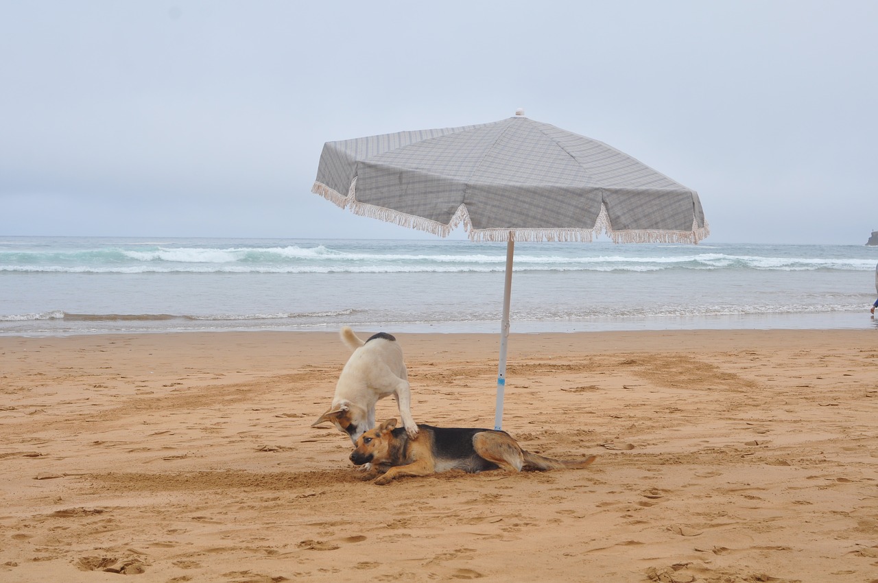 beach dog holiday free photo