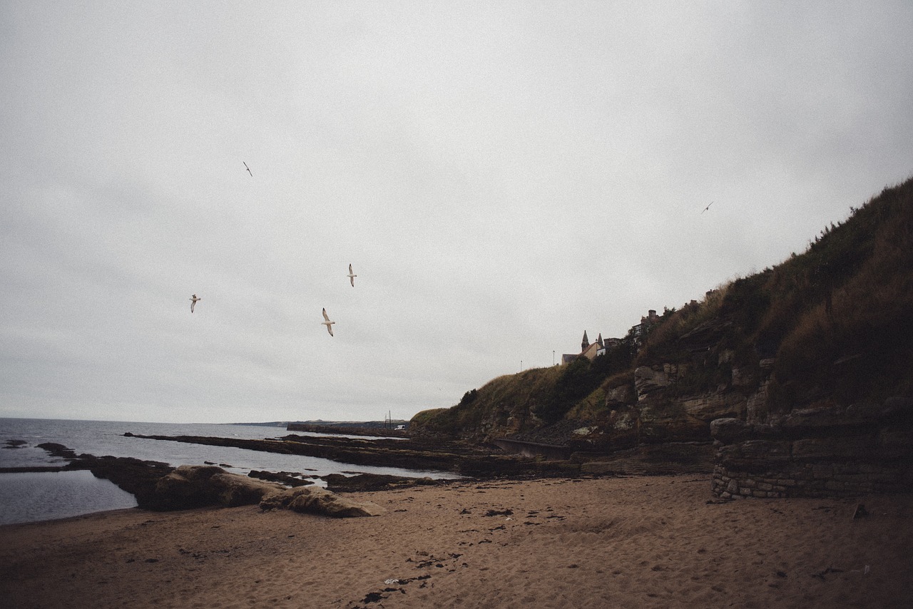 beach sand ocean free photo