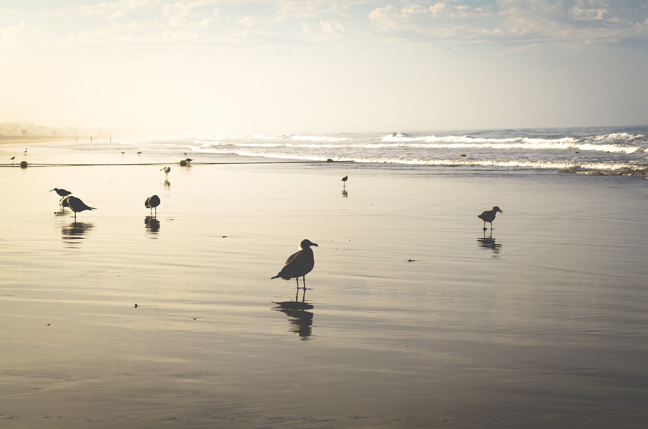 beach sand shore free photo