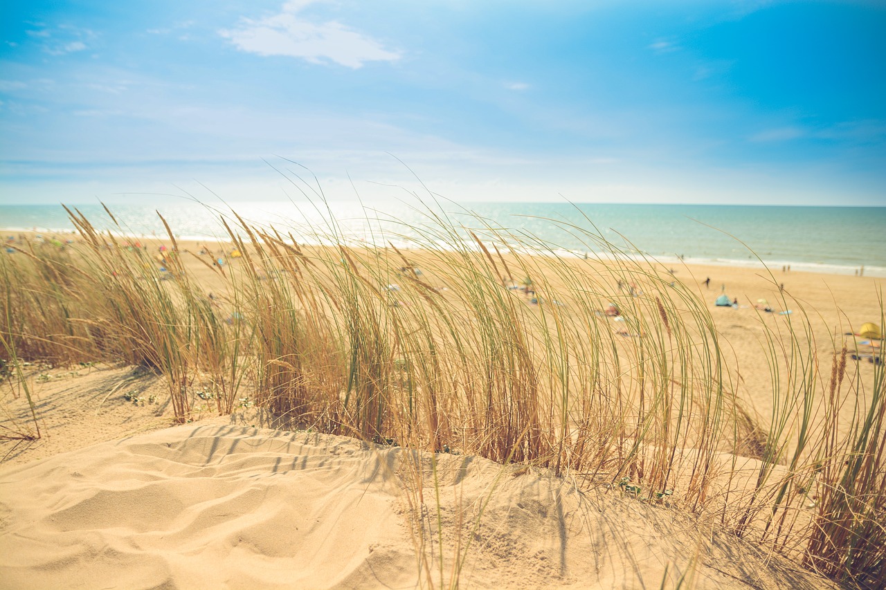 beach sand shore free photo