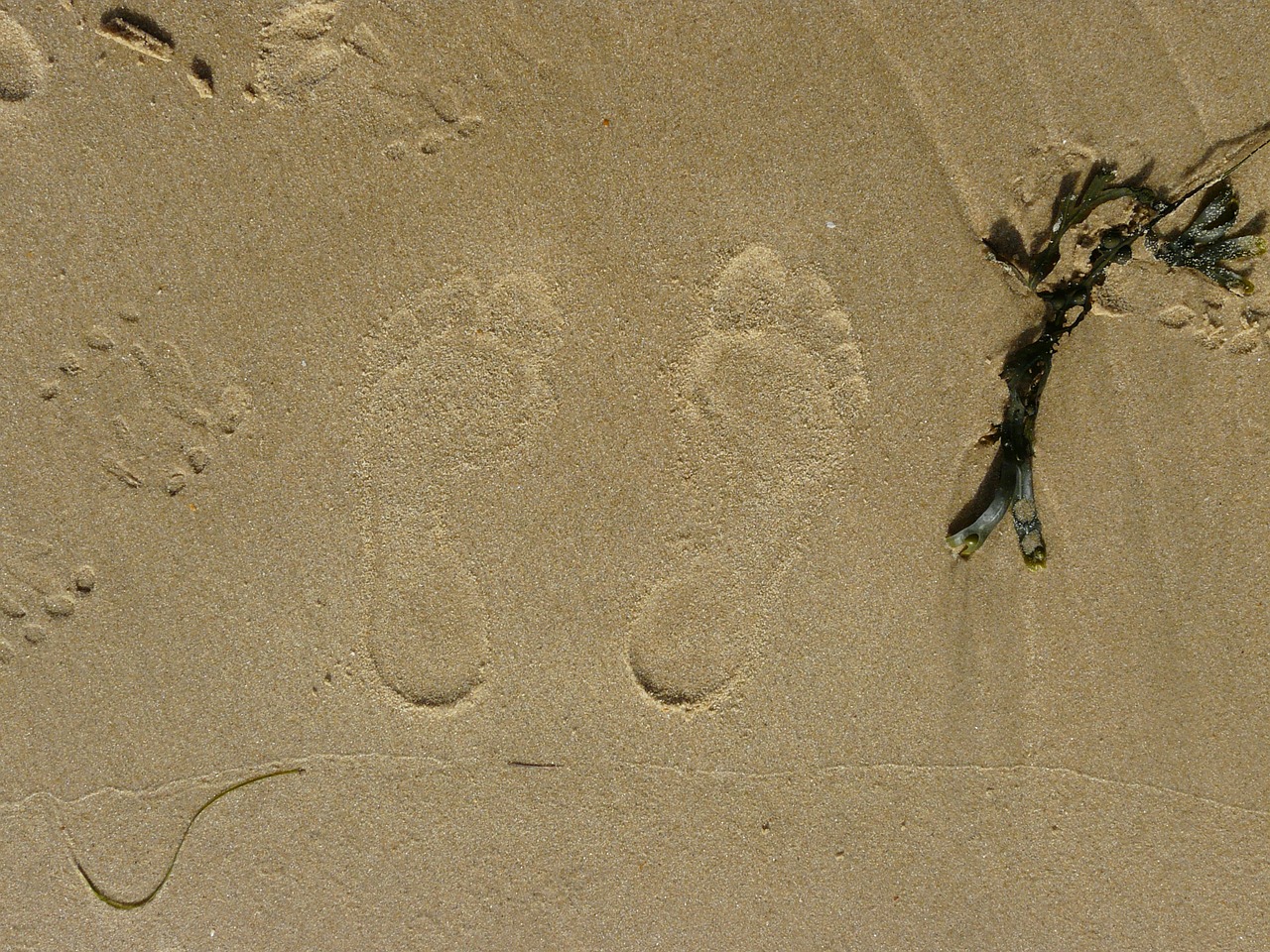 beach sand foot free photo