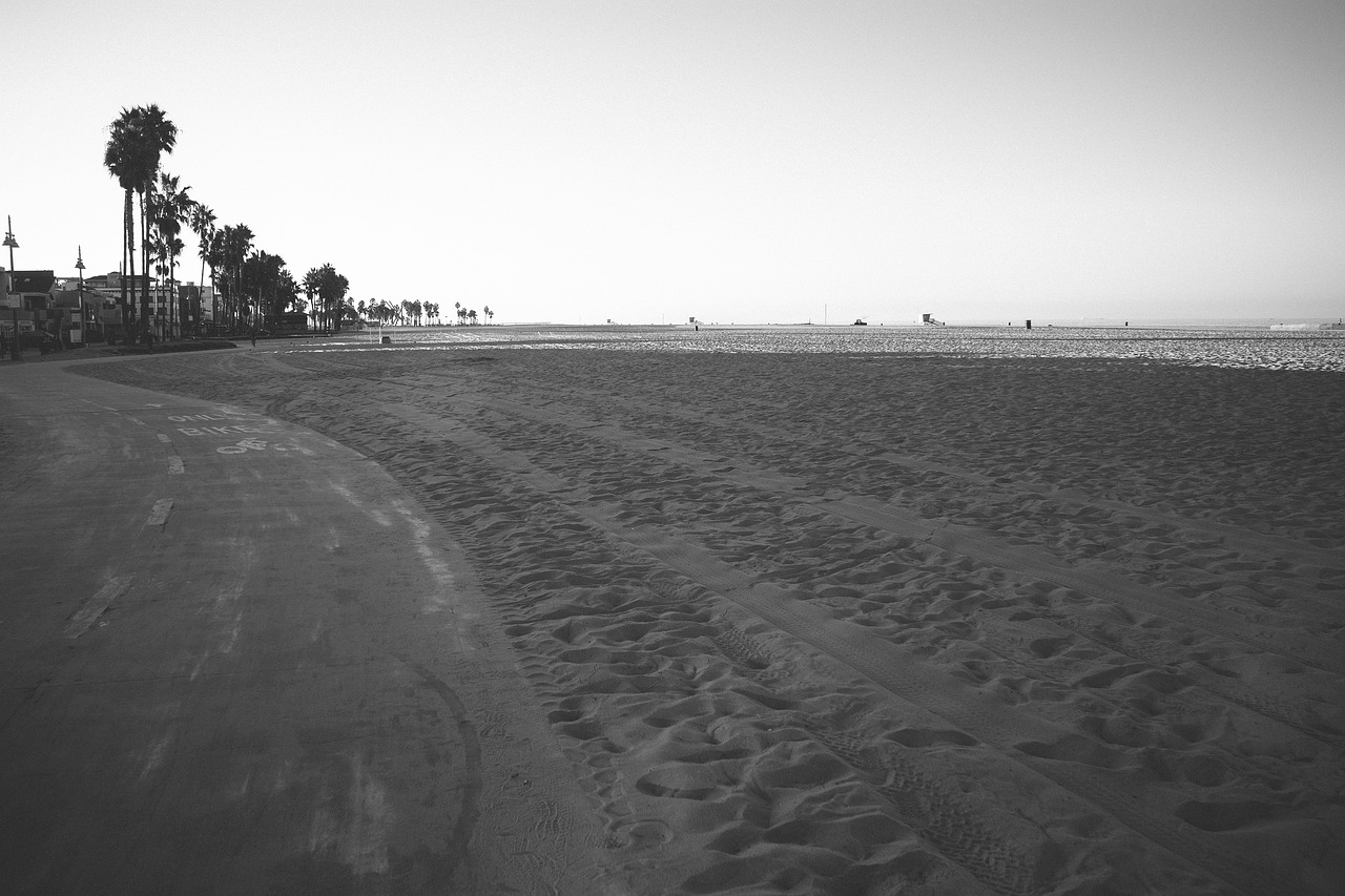 beach sand palm trees free photo