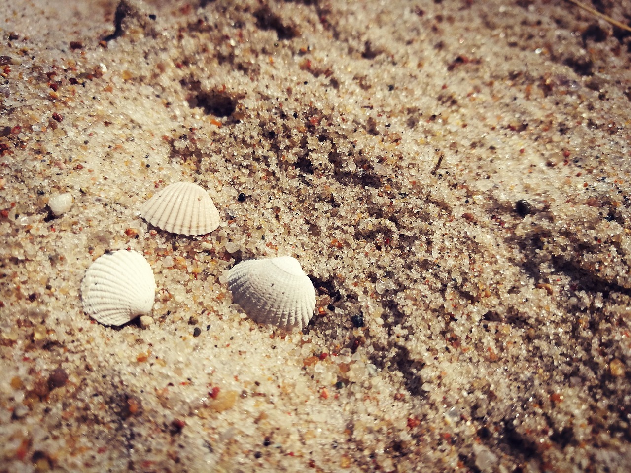 beach shells sand free photo
