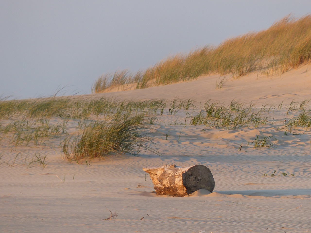 beach sand tree trunk free photo