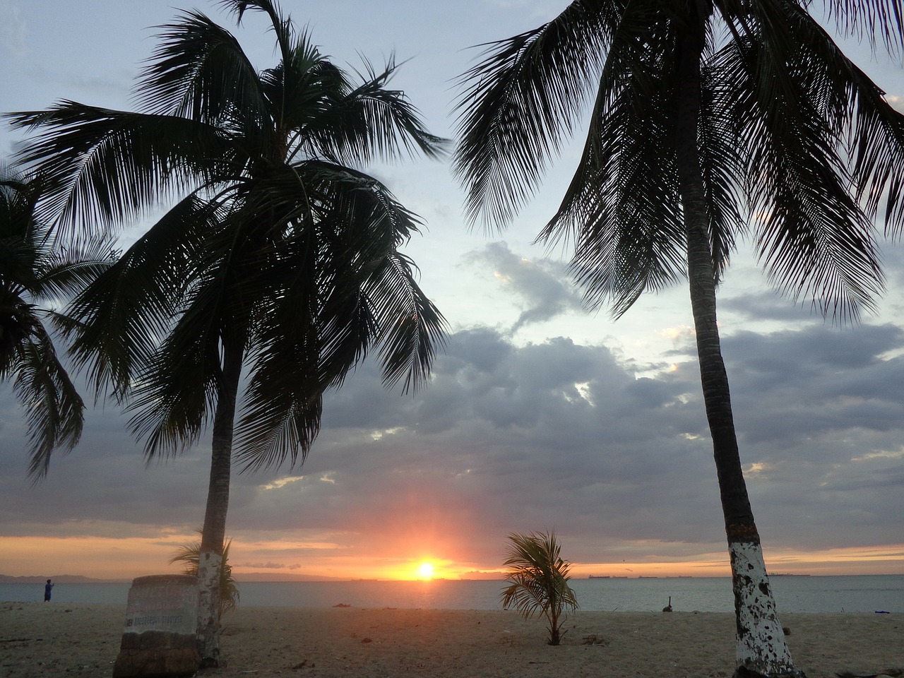 beach palms sunset free photo