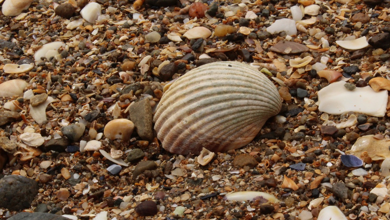 beach summer ocean free photo