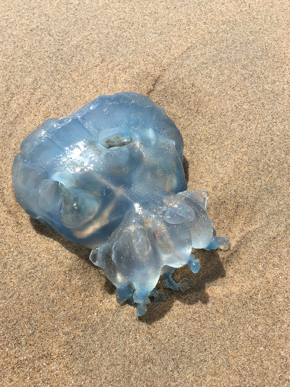 beach jellyfish animal free photo