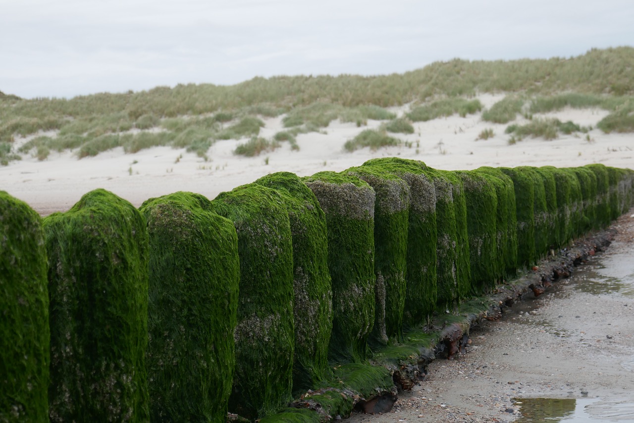 beach dunes north sea free photo