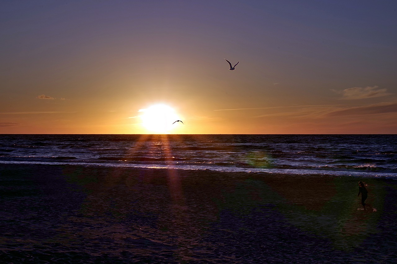 beach bird sunset free photo