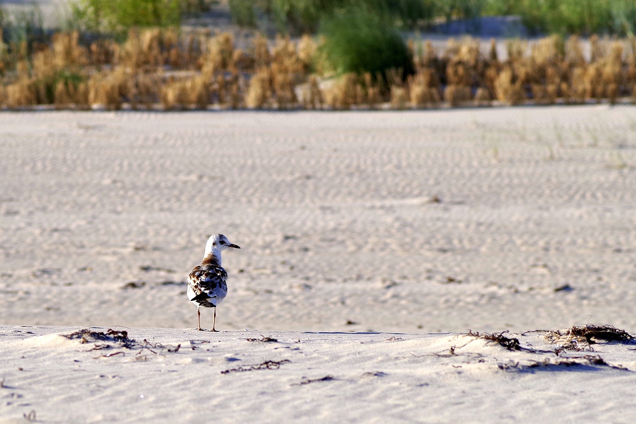 beach sand seagull free photo