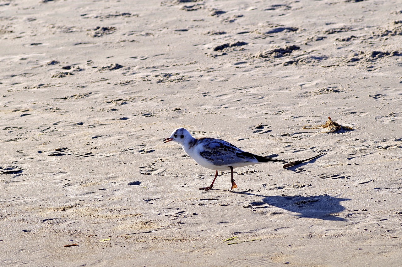 beach sand seagull free photo