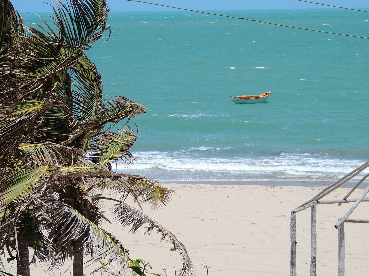 beach piauí coconut tree free photo