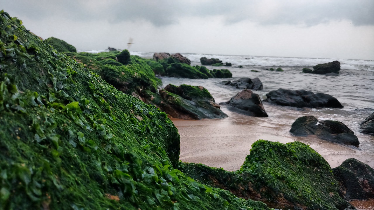 beach stones green free photo