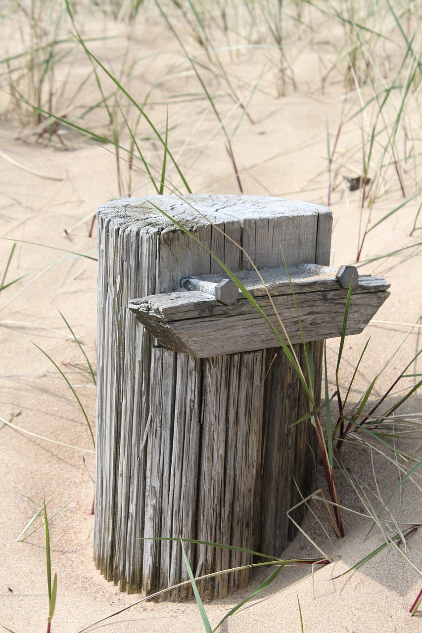 beach sand stump free photo