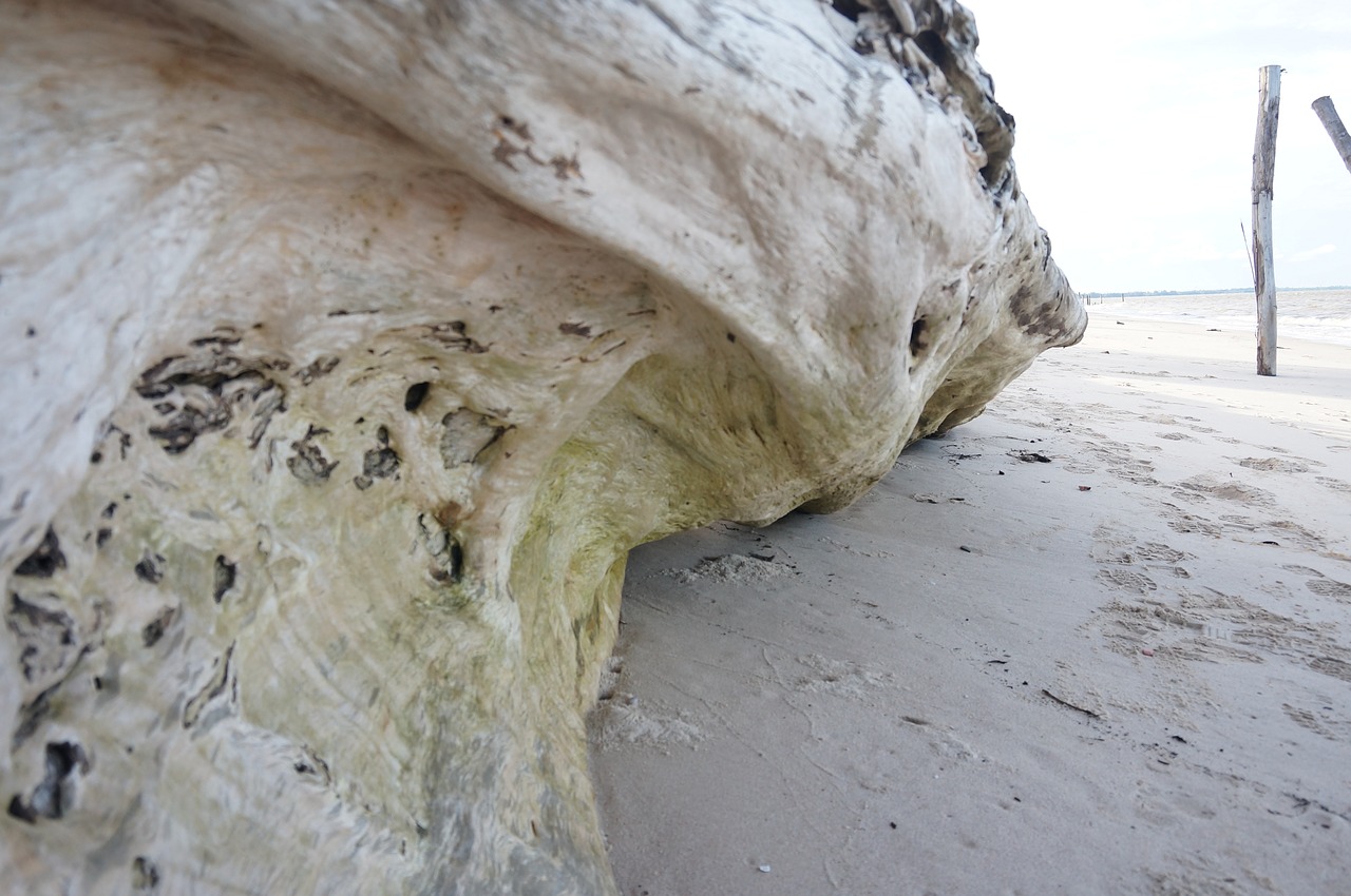 beach wood wooden free photo