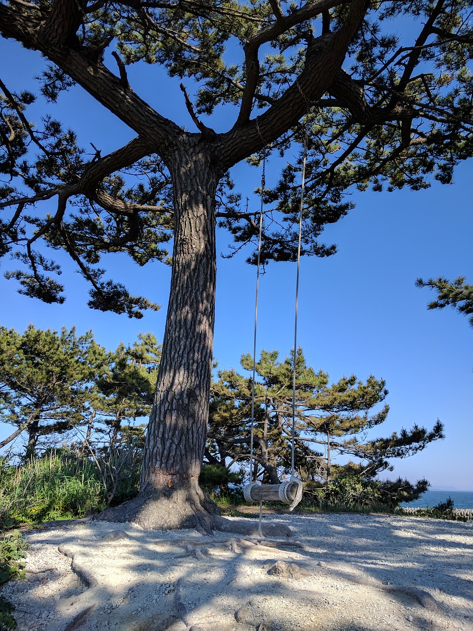 beach swing wood free photo