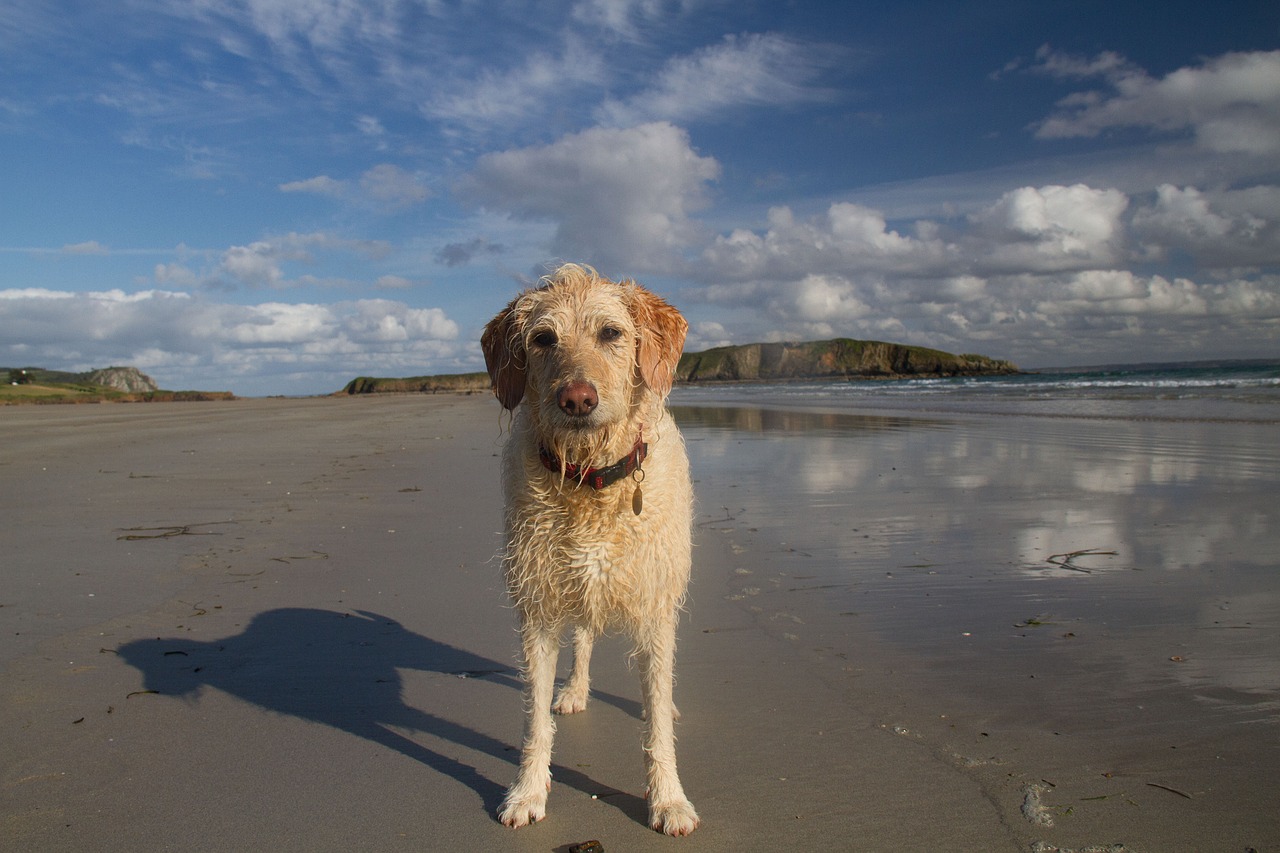 beach dog ocean free photo