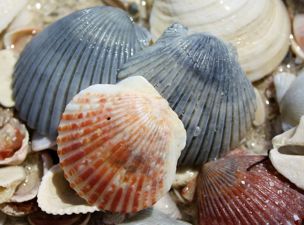 beach shells sand free photo