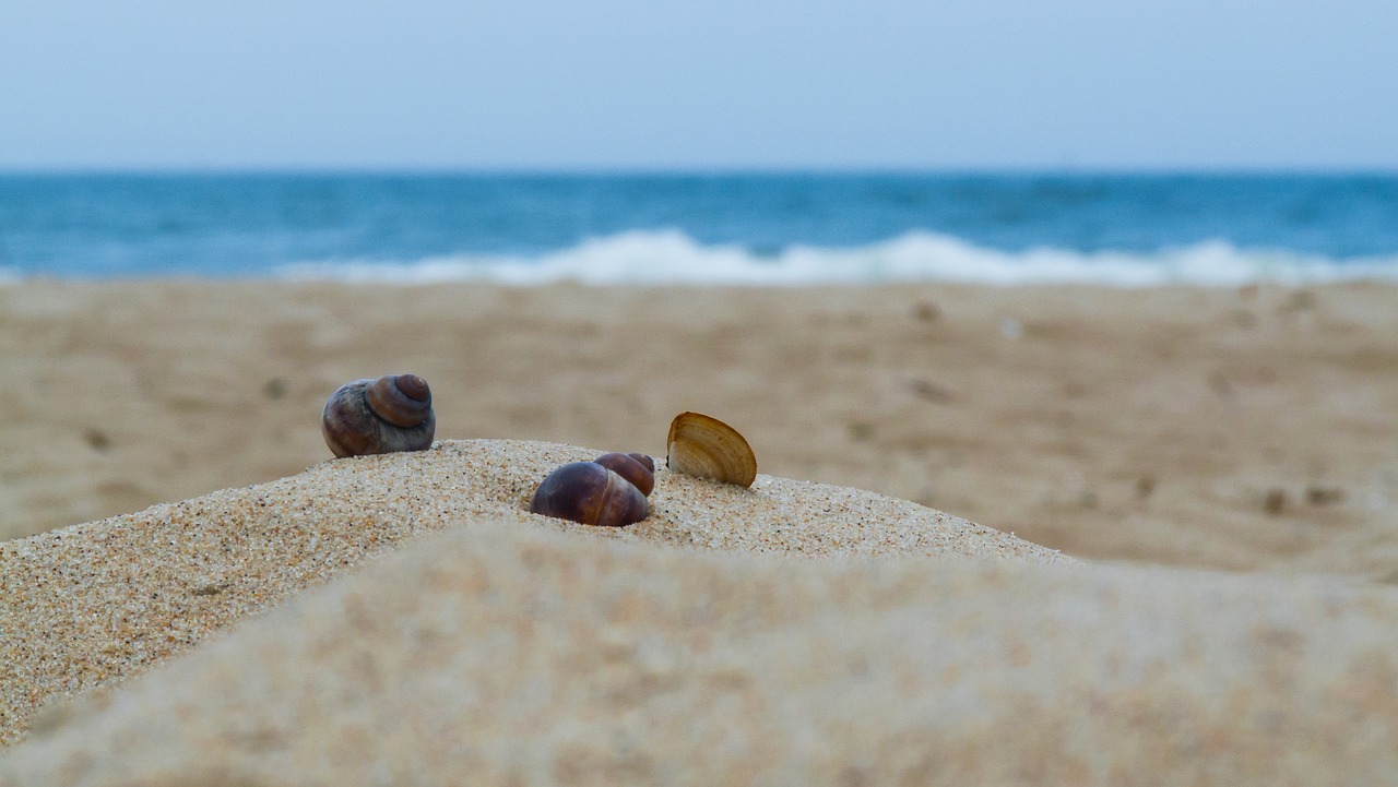 beach sand sea free photo