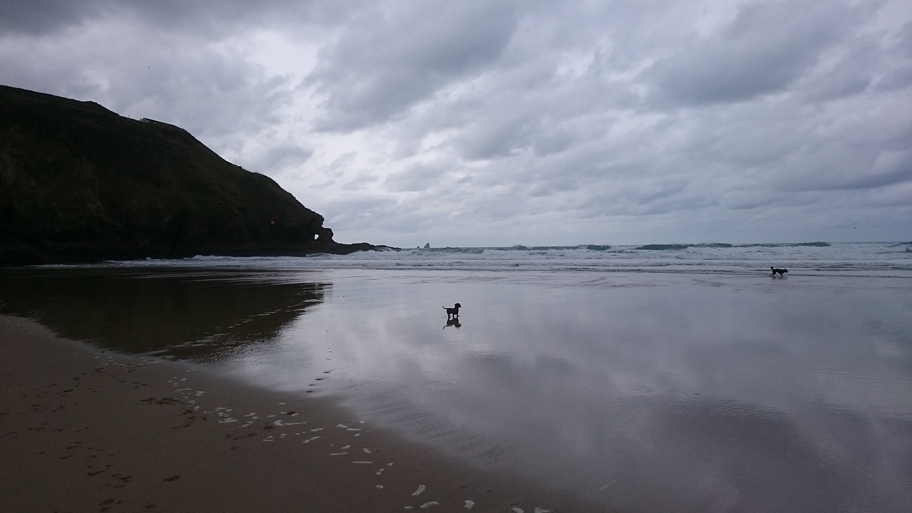 beach coast dog free photo