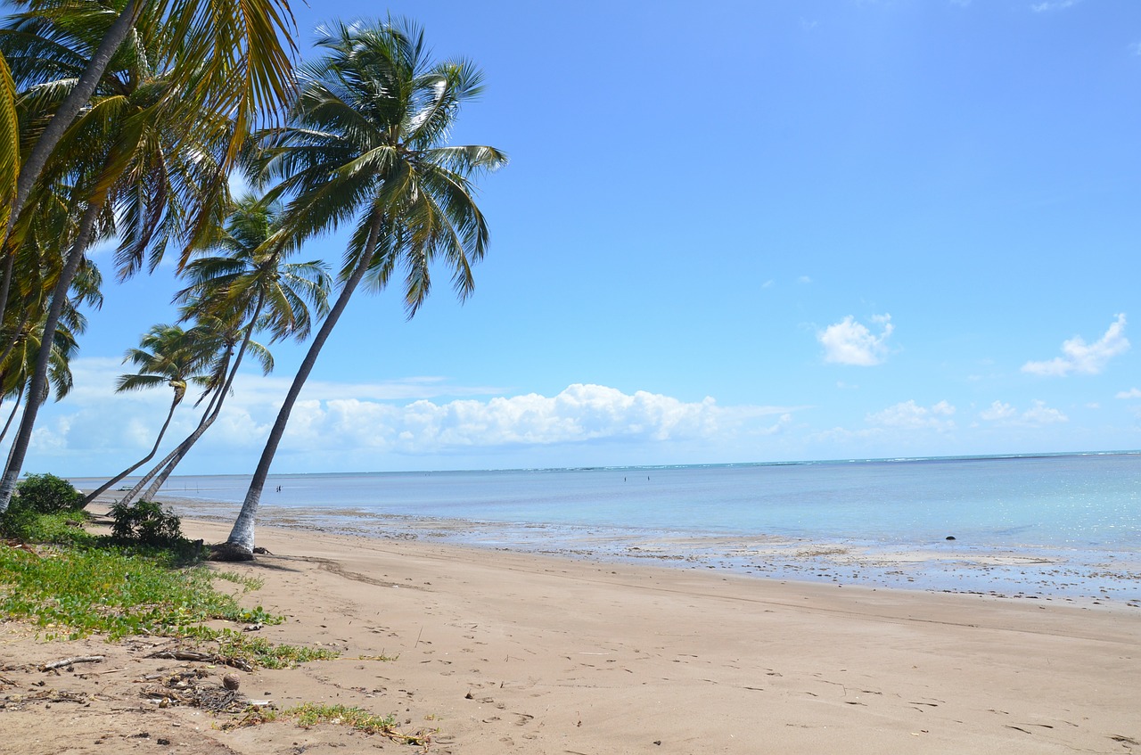 beach palm tree sea free photo