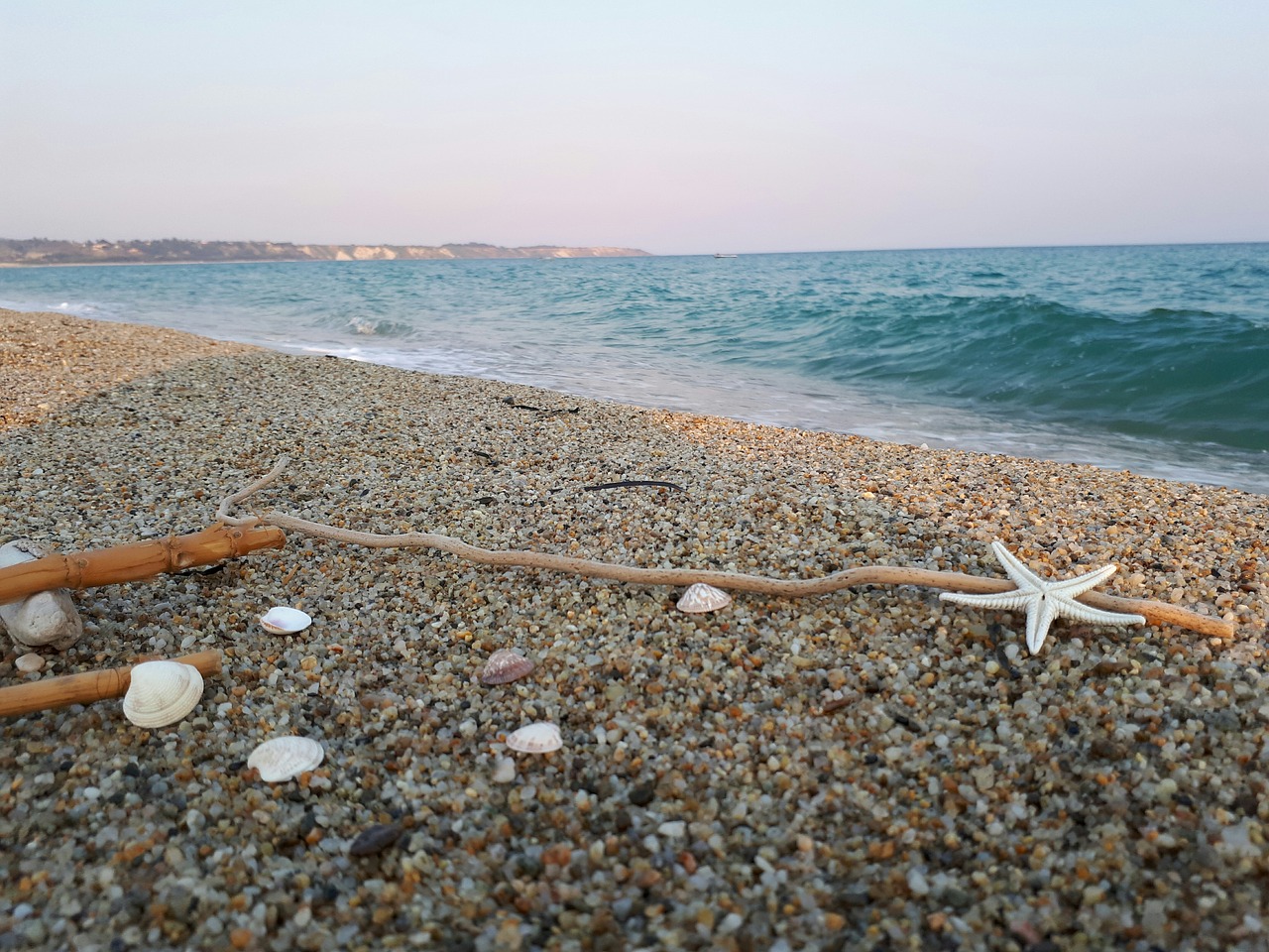 beach shells sand free photo