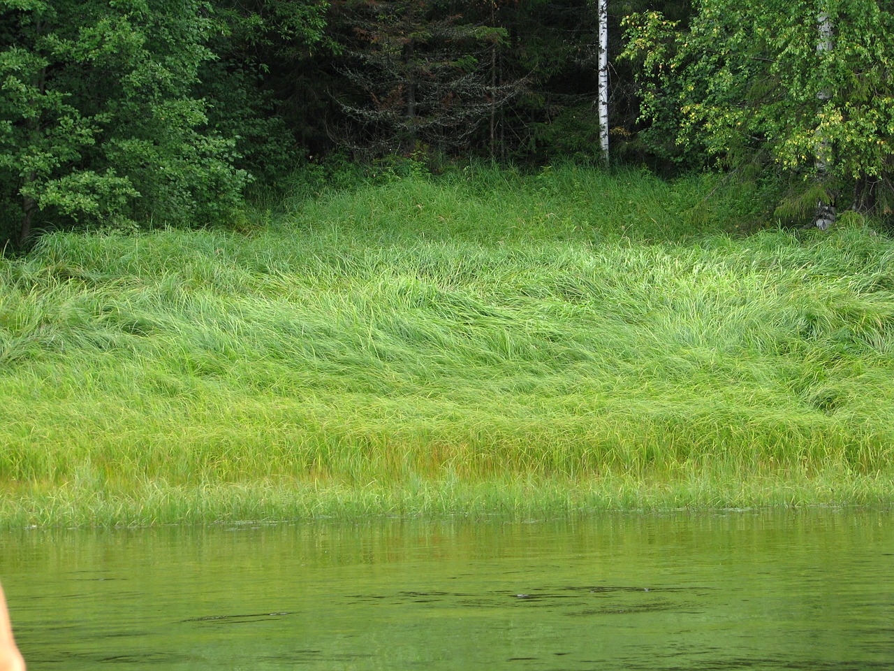 beach river grass free photo