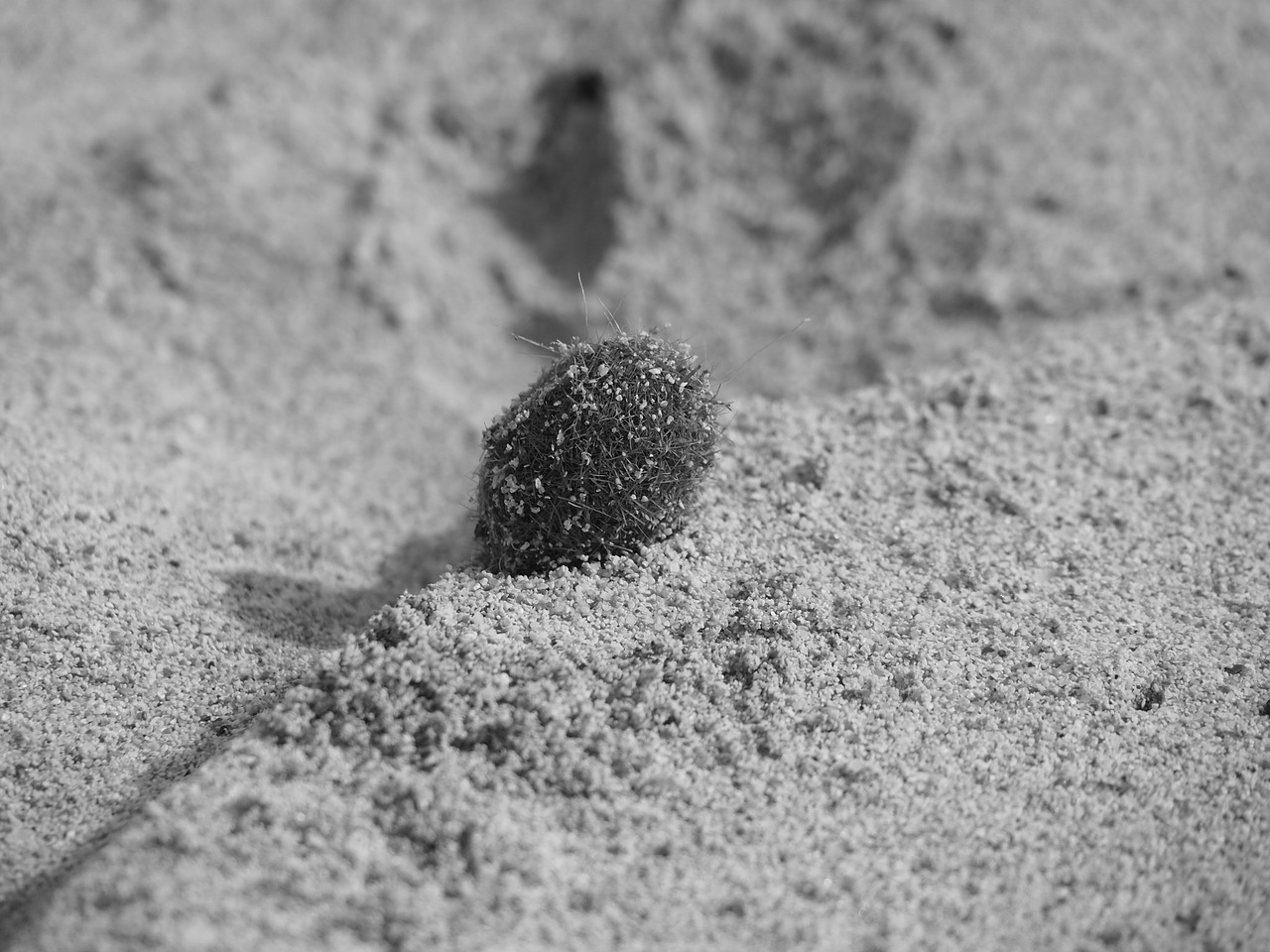 beach sand sea free photo