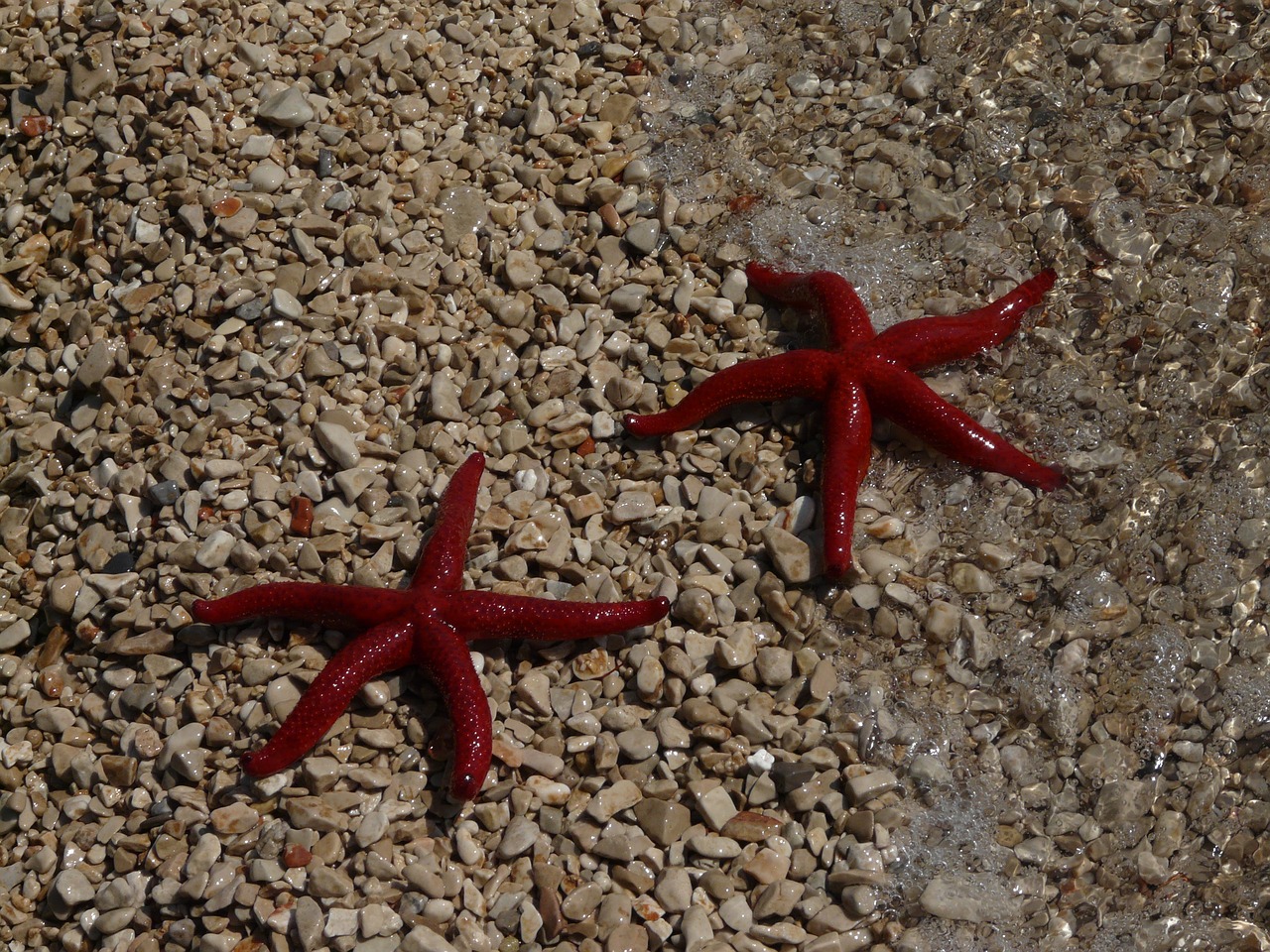 beach starfish sea free photo