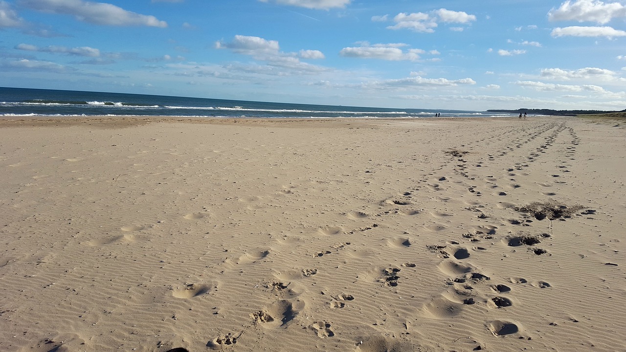 beach tracks footprints free photo